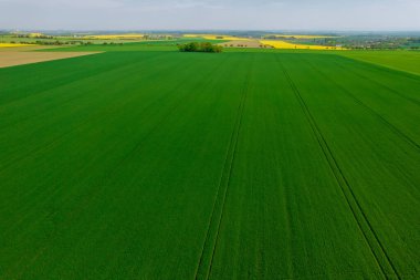 Top view of green wheat field, fields sown with cereals. Rural area, agriculture.