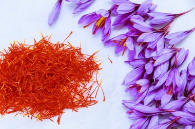 Beyaz arka planda mor timsah ve safran erkeksi. Safran hasadı.