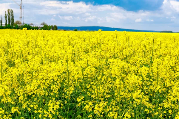 Spring Yellow Rapeseed Field Bloomed Yellow Flowers Background Blue Sky — Stock Photo, Image
