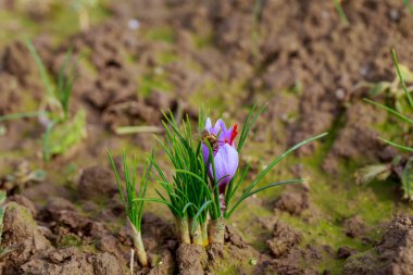 Mor bir tarlada bir arı oturur. Üç safran erkek organı görebilirsiniz..