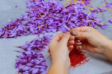 Bir kız, arka plandaki bir yığın çiçeğin üzerinde mor timsahların safran erkeklerini topluyor. Safran hasat etmek, baharat yapmak..