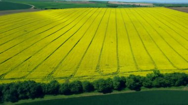 İHA 'dan ekilmiş kolza tohumu tarlasının havadan görüntüsü. Lanet olası tecavüz alanı. Avrupa 'da tarım sektörü gelişimi kavramı.