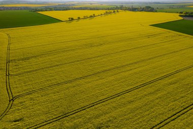 Sarı kolza tohumu ve buğday yeşili tarlaların en üst görüntüsü. Çiftlik çiftliklerinin yüksekliğinden panoramik manzara.