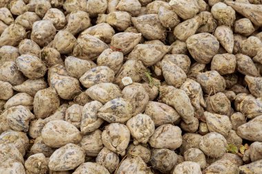 Şeker pancarı hasadı. Tarlada bir yığın şeker pancarı. Tarım.