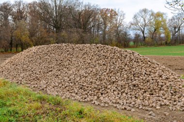 Şeker pancarı hasadı. Tarlada bir yığın şeker pancarı. Tarım.