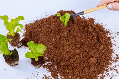 Marul ve buzdağı tohumu, beyaz arka planda turba içindeki bir kadını nakleder. Tohumlar naklediliyor.