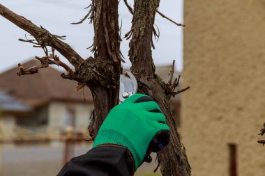 Bir bahçıvanın üzüm budaması. Ağaç bakımı.