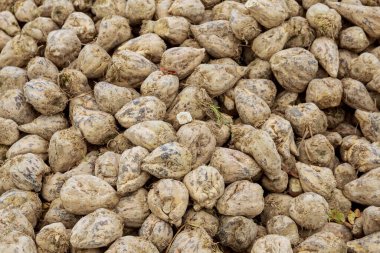 Şeker pancarı hasadı. Tarlada bir yığın şeker pancarı. Tarım.