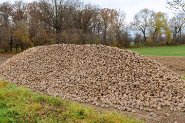 Şeker pancarı hasadı. Tarlada bir yığın şeker pancarı. Tarım.