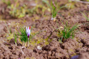 Crocus tarlada yetişiyor, üç tane kırmızı safran erkek keçisi görebilirsiniz. Güzel sonbahar çiçekleri.
