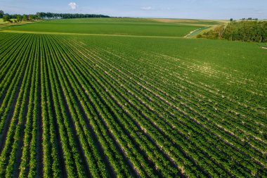 Patates tarlaları güneşli bir günde tarlada yetişiyor. Güzel tarım manzarası. Organik sebze yetiştiriyor. Tarım.