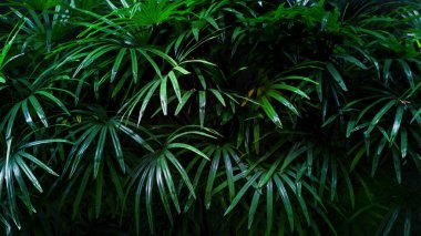 Natural palm leaves, tropical tree dark background