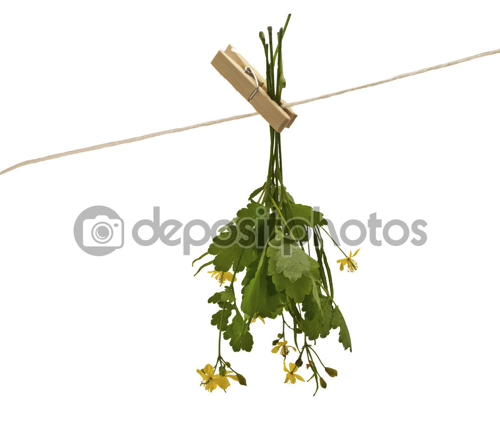 celandine herbs isolated