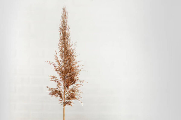 Dry common bulrush, on white background. Coastal reed cowered