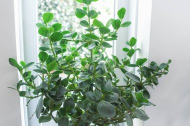 Beyaz bir pencerede saksıda sulu bir bitki. Penceredeki tencerede yeşil doğal arkaplan.