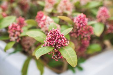 İlkbahar çiçek açan bahçesinde patlamamış şişme bitkiler