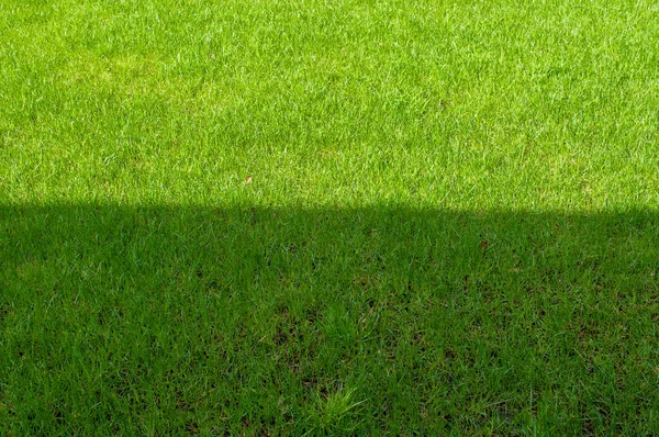 Field Green Grass Half Located Sun — Stock Photo, Image