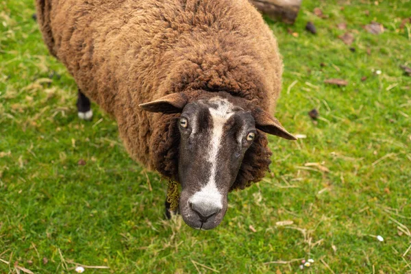 Unshorn Καφέ Πρόβατα Φόντο Φωτεινό Ζουμερό Πράσινο Γρασίδι Ένα Βοσκότοπο — Φωτογραφία Αρχείου