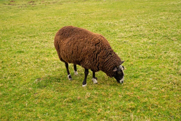 Unshorn Brown Sheep Background Bright Juicy Green Grass Farm Pasture — 스톡 사진