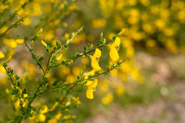 Closeup Field Blooming Yellow Flowers Spring — Fotografie, imagine de stoc