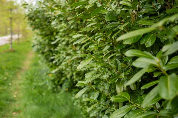 Closeup Young Green Leaves Evergreen Bushes Spring Road — Stock Photo, Image