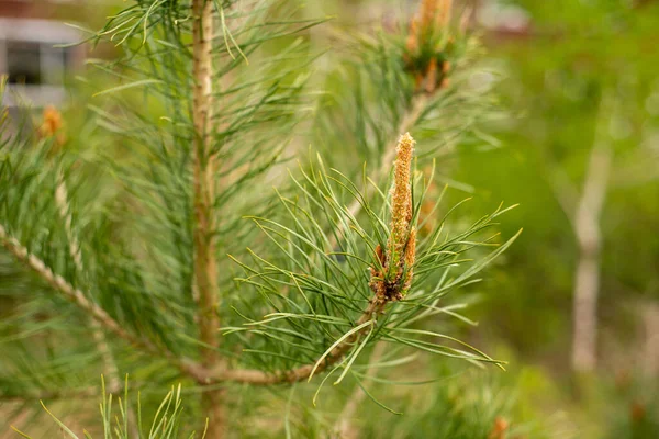 New Spring Shoots Evergreen Tree Pine Buds Young Pine Branch — Foto de Stock