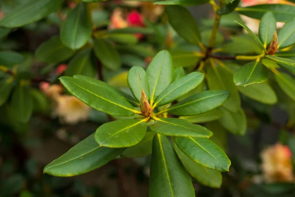 Rododendron Neotevřený Zelenými Poupaty Jarní Zahradě — Stock fotografie