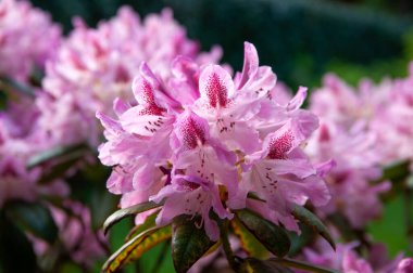 İlkbahar bahçesinde pembe çiçekli rhododendron