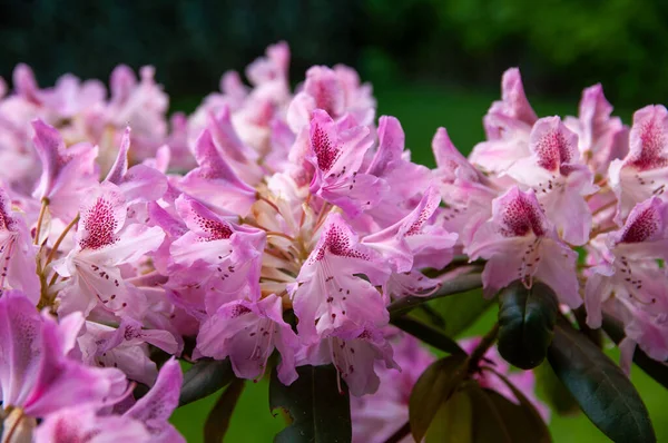 İlkbahar bahçesinde pembe çiçekli rhododendron