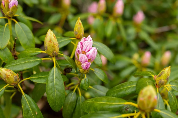 Bahar bahçesinde çok sayıda pembe mor rhododendron tomurcukları