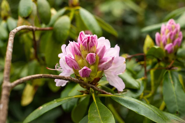 Bahar bahçesinde çok sayıda pembe mor rhododendron tomurcukları