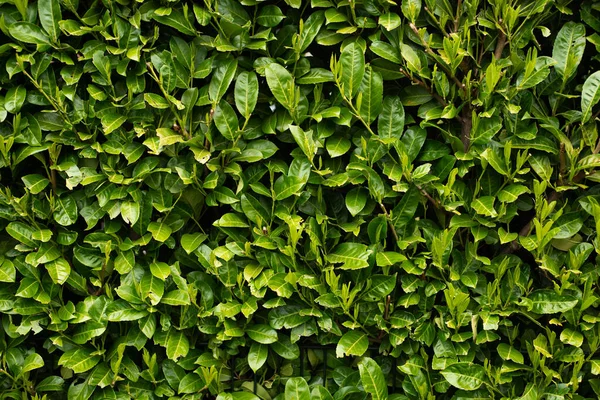 Wall Full Frame Leaves Green Bushes Spring Park — Stock Photo, Image