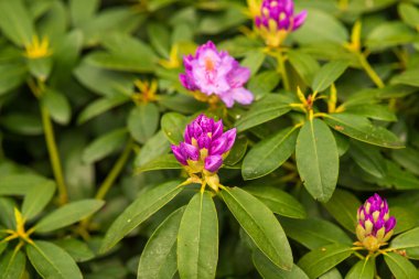 Bahar bahçesinde çiçek açan rhododendron çiçekleri.