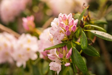 Bahar bahçesinde narin pembe kızılgerdan tomurcukları açıyor