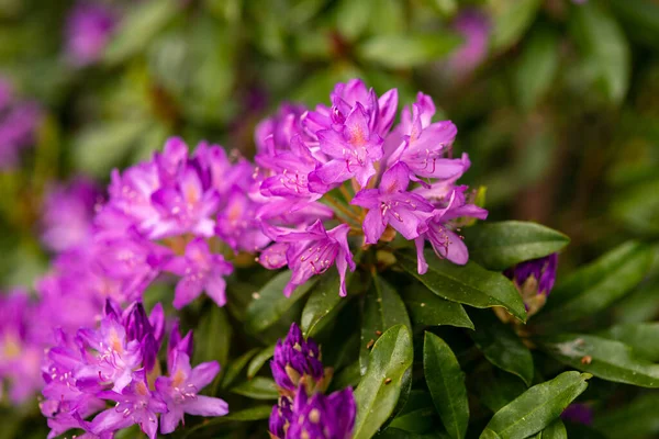 Kvetoucí Fialové Pupeny Rododendronu Jarní Zahradě — Stock fotografie