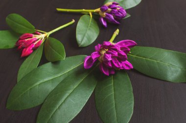 Pembe rhododendron çiçekleri ahşap bir arka planda rastgele düzenlenir. Koyu arkaplanda zarif açelya çiçekleri.