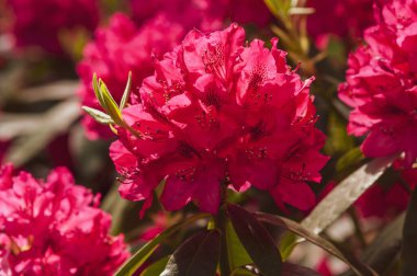 Güneşli bir günde parkta çiçek açan pembe rhododendron çalıları