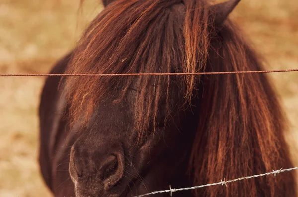 Retrato Cavalo Pônei Com Cabelos Longos Fechando Olhos Atrás Uma — Fotografia de Stock