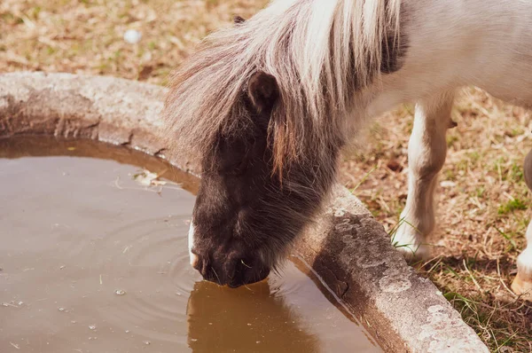 Cavalo Pônei Branco Bebe Água Uma Calha Está Quente Fazenda — Fotografia de Stock