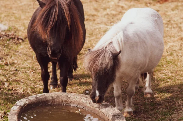 Cavalos Pônei Branco Marrom Bebe Água Uma Calha Quente Fazenda — Fotografia de Stock