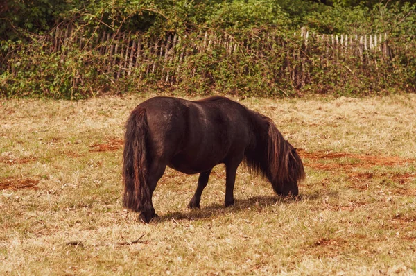 Poney Brun Broute Dans Prairie Mange Herbe Tourne Dos — Photo