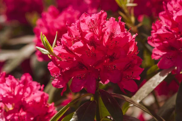 Güneşli bir günde parkta çiçek açan pembe rhododendron çalıları