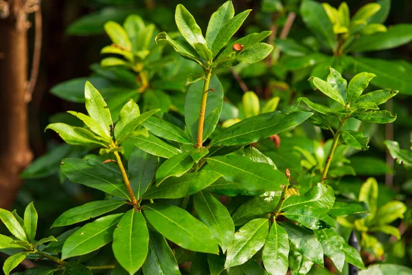 Zelený Rododendronový Keř Makro Letního Dne — Stock fotografie