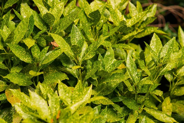 Zelená Keřová Rostlina Hustými Listy Letní Den Makro — Stock fotografie