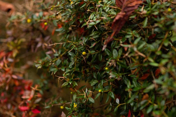 Bush Evergreen Autumn Red Berries Daytime — Stock Photo, Image