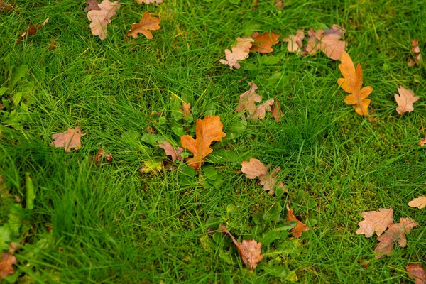 Yellow Fallen Autumn Curly Maple Leaves Green Grass Acorns — Stock Photo, Image