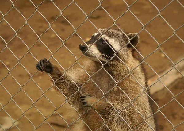 bir rakun arkasında bar
