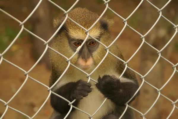 A monkey at the zoo — Stock Photo, Image