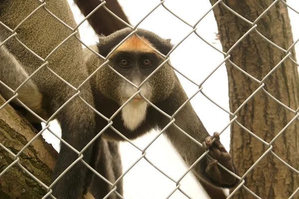 De Brazza'nın maymun