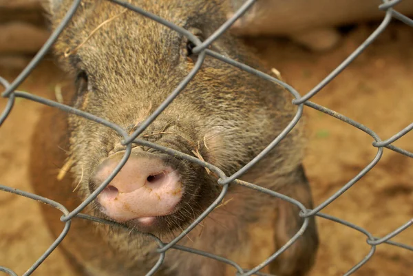 Hayvanat bahçesinde domuz